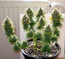 Bonsaid marijuana plant