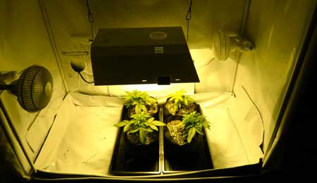 2 week old auto-flowering cannabis plants under a 250W light