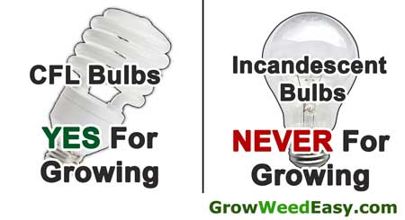 Incandescent bulbs are NEVER for growing marijuana, but CFLs work great