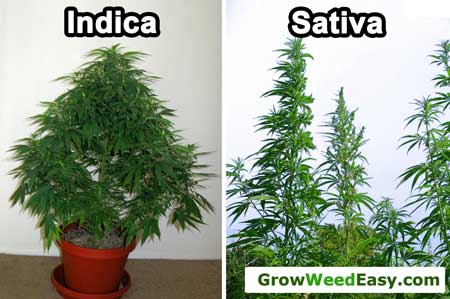 Indica vs Sativa - Natural growth patterns without using LST or other growth control / training methods