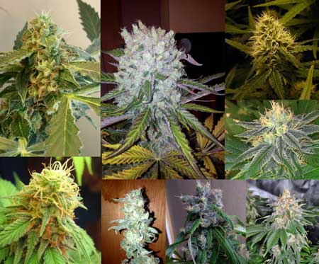 Assortment of cannabis buds from different strains