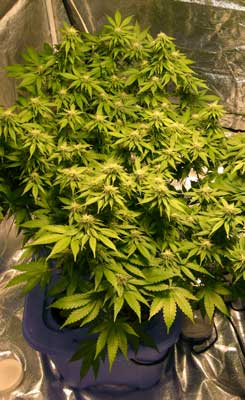 Multiple colas on this trained Aurora Indica cannabis plant