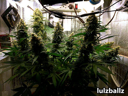 Blue Cheese by Big Buddha seeds grow journal picture