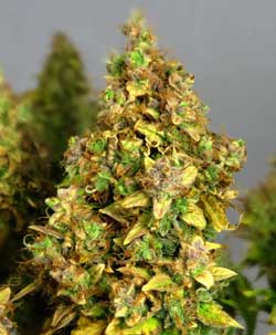The sugar leaves on this bud were allowed to get yellow as the plant was deprived of nutrients too early in the flowering stage