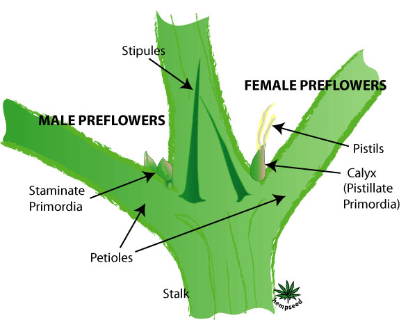 Cannabis gender diagram - male vs female pre-flowers