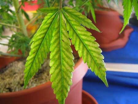 Cannabis nutrient deficiency