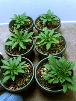 6 cannabis plants growing in coco coir