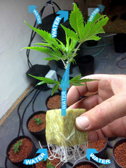 Wicking makes it easier for plants to get a drink!