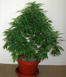 A cannabis plant growing in its typically, inefficient manner.