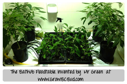 The Bathtub Floodtable. Invented by Mr Green at GrowBCBud.com - click picture for closeup!