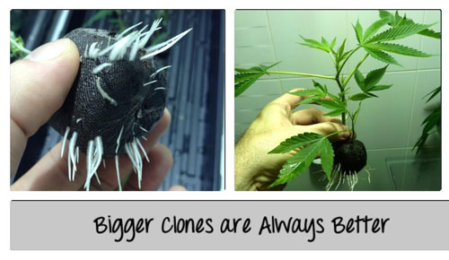 Bigger clones are always better - click picture for closeup!