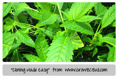 Cannabis Cloing made easy - Tutorial Brought to You by GrowBCBud.com