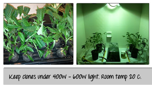 Keep clones under 400W - 600W light. Room temp 20 C. Click picture for closeup!