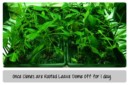 Once clones are rooted, leave the dome off for a day. Make sure roots stay wet. Click picture for closeup!