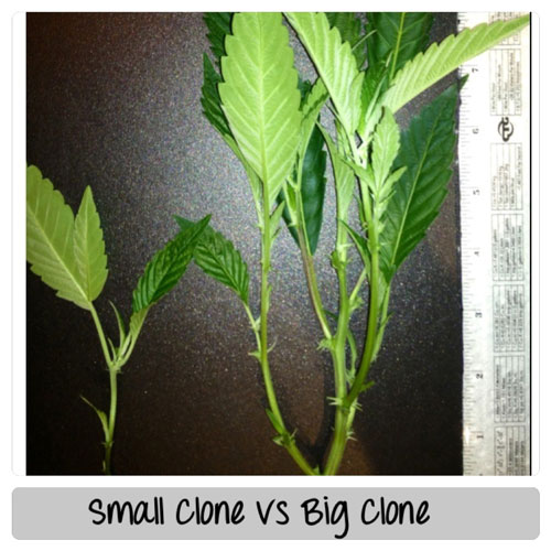 A small cannabis clone vs a big cannabis clone - next to a ruler for size comparison - click for closeup!