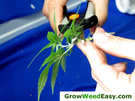 Trim the leaves and lower nodes off of the new cutting, your clone doesn't need them