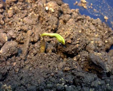 This seedling started "damping off" (dying) due to terrible soil