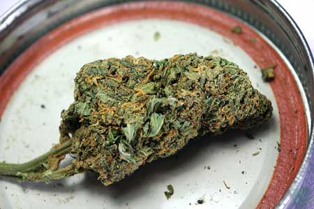 Dense, colorful cannabis buds