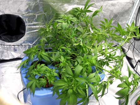 An example of using LST on a cannabis plant to pull branches down and away from teh center of the plant