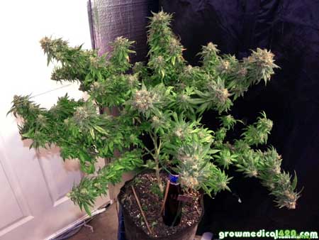 White Widow cannabis plant at harvest - grown completely under LED grow lights