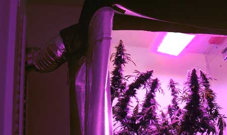 LED grow lights set up with an exhaust system