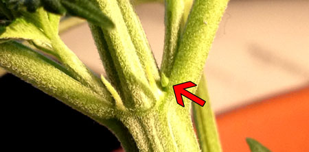 Female cannabis calyx - can be confused with a pollen sac because it hasn't started growing pistils (hairs) yet, but one major difference is female pre-flowers tend to be more pointy than male pre-flowers