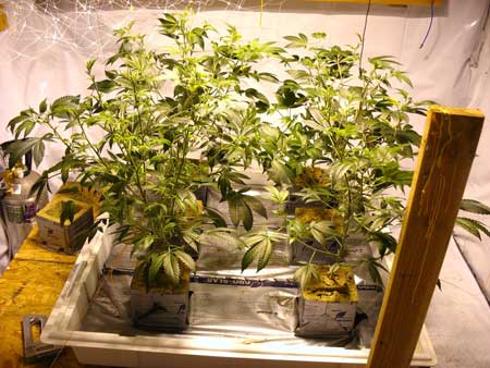 Vegetative marijuana plants right before being put under the 1000W