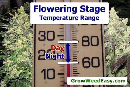 Optimal temperature range for the cannabis flowering stage