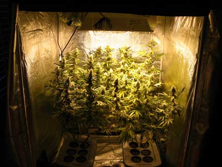 Give your cannabis plants plenty of light in the flowering stage, and keep grow lights close enough