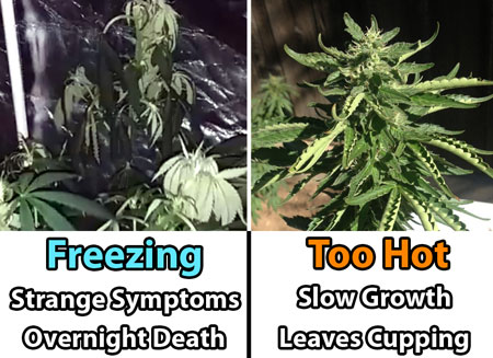 Freezing vs Too Hot temperature for growing cannabis - diagram showing the effect of hot and cold temps on marijuana plants