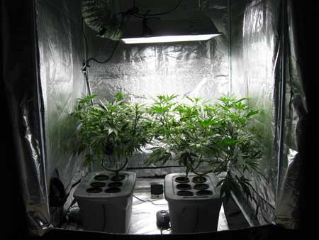 A cannabis grow tent will provide the best reflectivity of all the reflection options