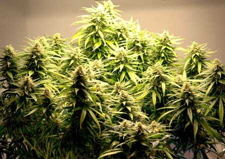 Beautiful marijuana buds that have been kept short with Low Stress Training (LST)