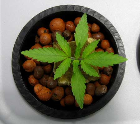 Healthy young cannabis plant in hydro