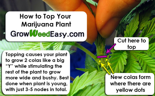 How to Top your marijuana plant.
