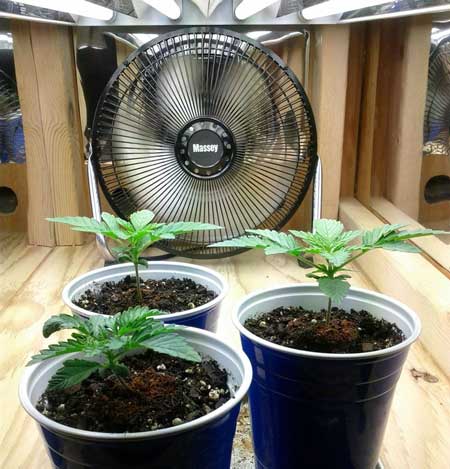 Young cannabis plants in the vegetative stage