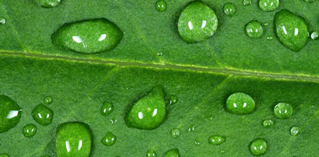 Vodní kapičky na listu konopí jsou známkou vysoké vlhkosti