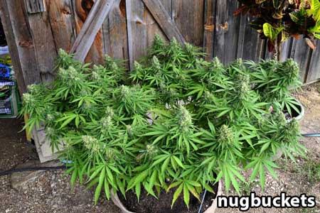 Main-lining Scrog - 32 Colas on this marijuana plant - by Nugbuckets