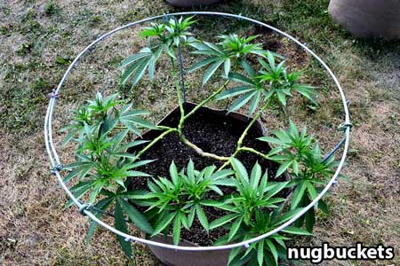 Main-lined clone with 16 colas - Nugbuckets