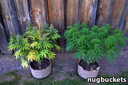 8 Cola plant and 16 cola plant started at the same time, but the 16-headed plant needed much more time in the vegetative stage - Nugbuckets