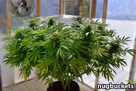 Main-lined marijuana plants naturally grow into a flat, wide shape like this - by Nugbuckets