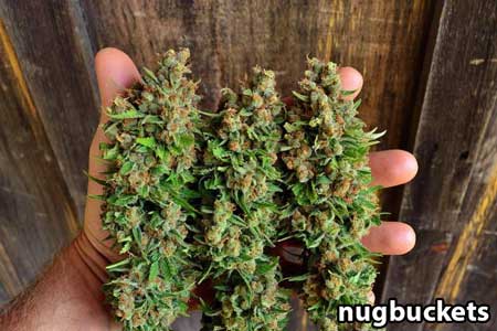 Beautiful main-lined nugs at harvest! - by Nugbuckets