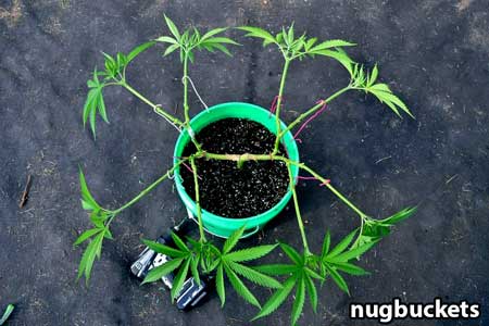 Example of radical main-lining a marijuana plant - Nugbuckets