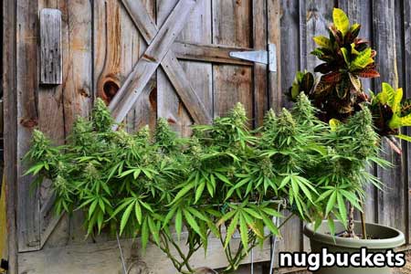 Scrog main-lining setup - Vortex cannabis plant - by Nugbuckets