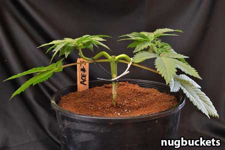 Marijuana seedlings gets stride back - Nugbuckets main-lining tutorial