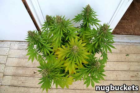 8-headed cannabis plant is starting to fade as buds thicken and harvest approached - Nugbuckets