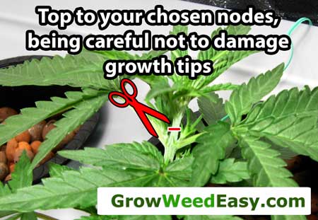 Top to your chosen node, being careful not to damage the growth tips