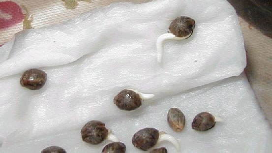 Cannabis seeds germinating