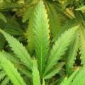 This marijuana plant has the first signs of nutrient burn