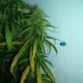 This marijuana plant is showing the signs of a manganese deficiency