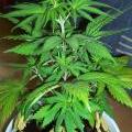 This cannabis plant has a nitrogren deficiency shown by the yellowing of leaves